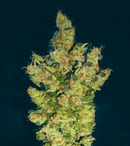 lemon OG cannabis strain