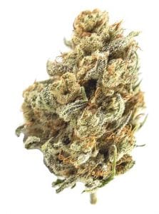 malawi gold strain