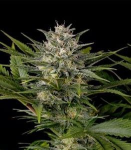 pineapple purps strain