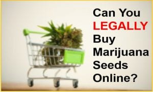 Can You LEGALLY Buy Marijuana Seeds Online?