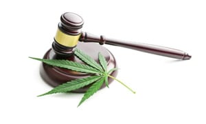 Can You LEGALLY Buy Marijuana Seeds Online?