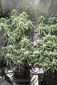 Cannatonic Strain Review