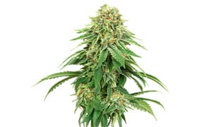 Girl Scout Cookies Cannabis Strain Review