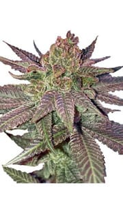 Fruity Pebbles Cannabis Strain Review
