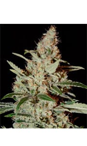 Chemdawg Cannabis Strain Review