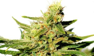 Cannatonic Strain Review