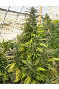 Chemdawg Cannabis Strain Review