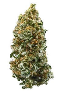 Cannatonic Strain Review