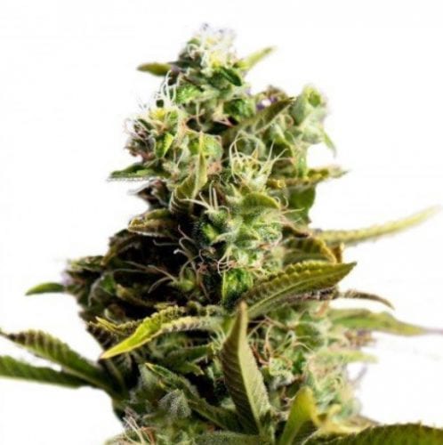 9 pound hammer cannabis strain