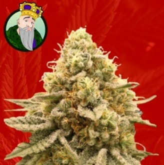 Gorilla Punch