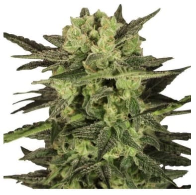MK Ultra cannabis strain