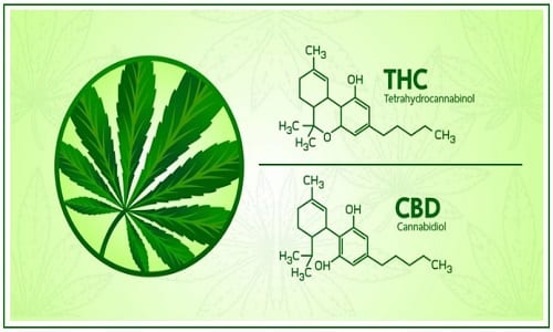 Indica vs Sativa