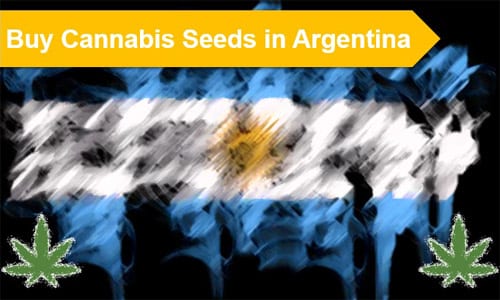 Cannabis seeds in Argentina