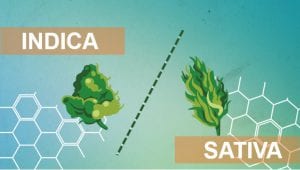 Indica vs Sativa