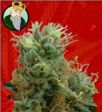 Tropicana Cookies