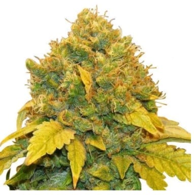 banana kush cannabis strain