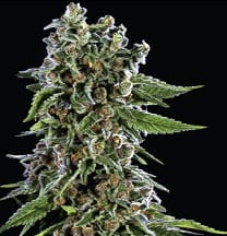 blackberry kush strain