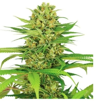 Bubblegum cannabis strain