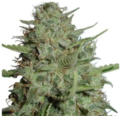 california dream cannabis strain