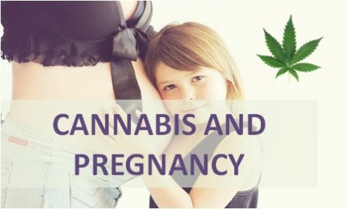 cannabis and pregnancy