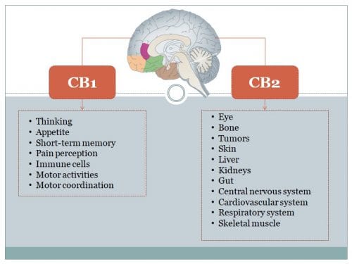 cb1 and cb2 receptors working