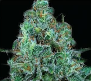 critical kush cannabis strain