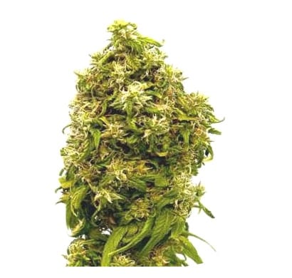 forbidden fruit cannabis strain