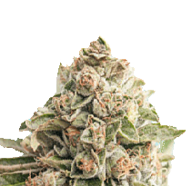 harmonia cannabis strain