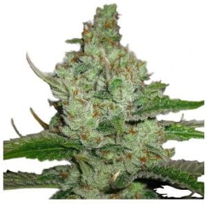 hindu kush marijuana strain