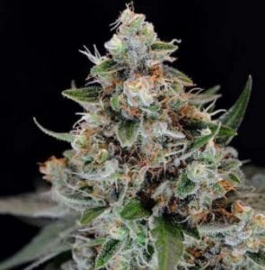 jillybean cannabis strain