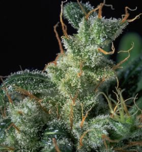 kali mist marijuana strain