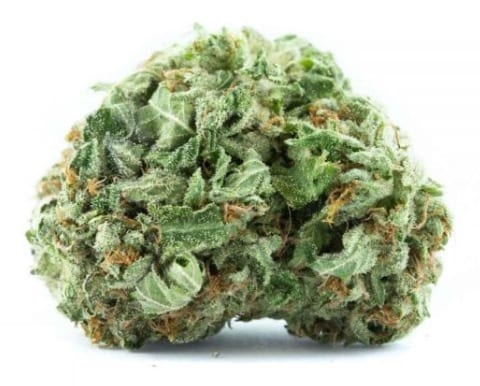 kobain kush cannabis strain