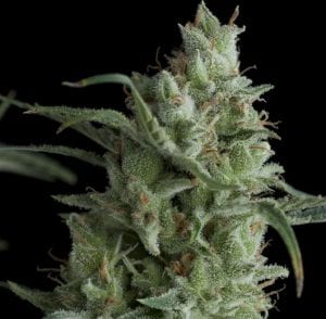 kryptonite marijuana strain