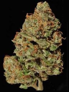 lavender haze strain