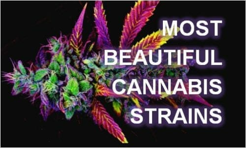 most beautiful cannabis strains