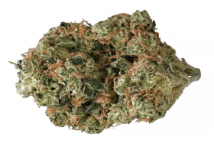 obama kush cannabis strain