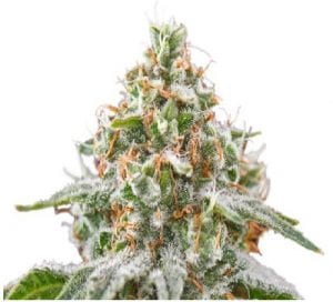 pink kush cannabis strain