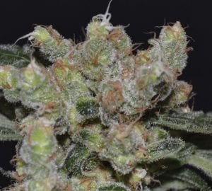 zen marijuana strain