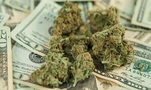 cannabis and the Netherlands