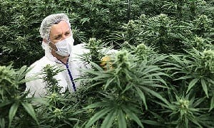 cannabis and the Netherlands