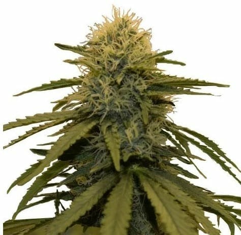 LSD strain ILGM