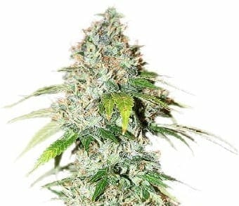 OG Kush CBD strain ILGM