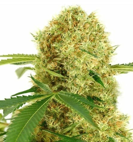 White Widow strain ILGM
