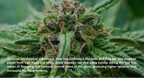 terpenes facts