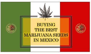 Cannabis in Mexico