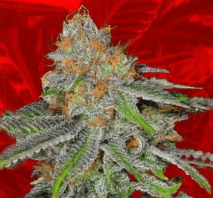 Grape Ape strain Crop King Seeds.jpg
