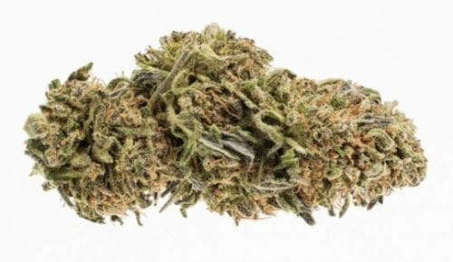 Jamaican Dream strain