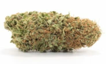 Millennium strain