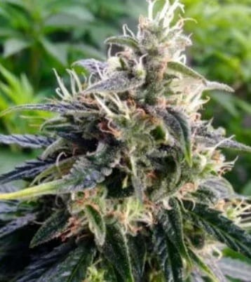 Panama Haze strain