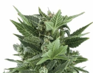 Royal Kush Automatic strain